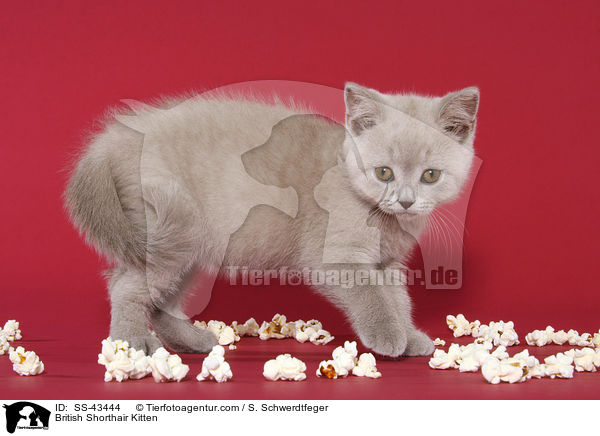 Britisch Kurzhaar Ktzchen / British Shorthair Kitten / SS-43444