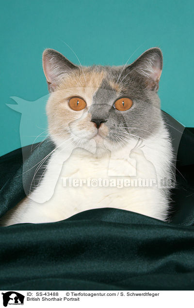 Britisch Kurzhaar Portrait / British Shorthair Portrait / SS-43488