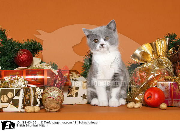 Britisch Kurzhaar Ktzchen / British Shorthair Kitten / SS-43499