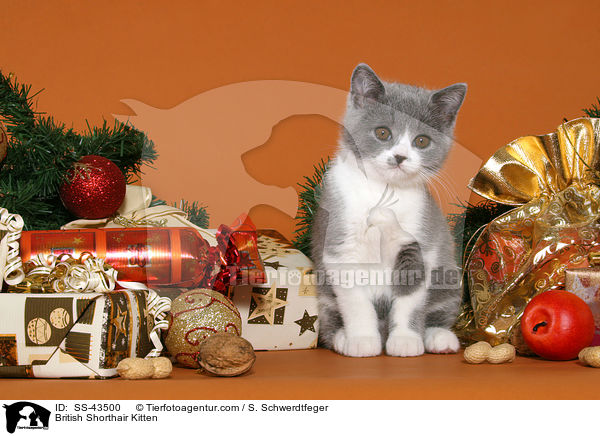 Britisch Kurzhaar Ktzchen / British Shorthair Kitten / SS-43500