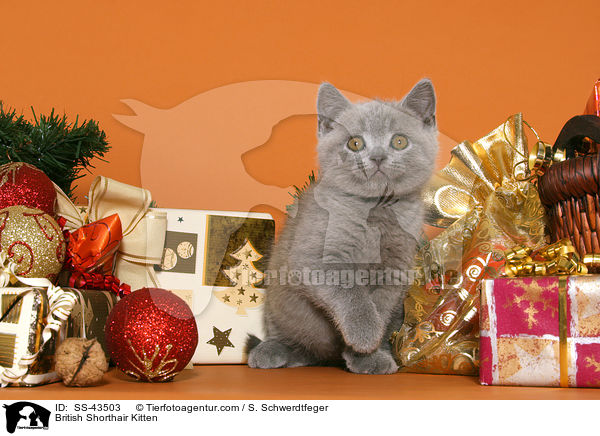 Britisch Kurzhaar Ktzchen / British Shorthair Kitten / SS-43503