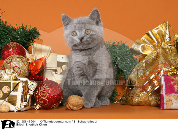 Britisch Kurzhaar Ktzchen / British Shorthair Kitten / SS-43504