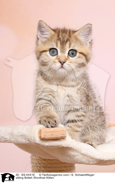 sitzendes Britisch Kurzhaar Ktzchen / sitting British Shorthair Kitten / SS-44416