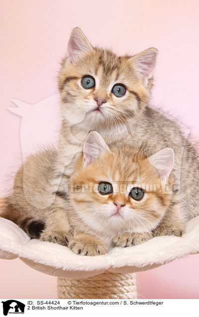 2 Britisch Kurzhaar Ktzchen / 2 British Shorthair Kitten / SS-44424