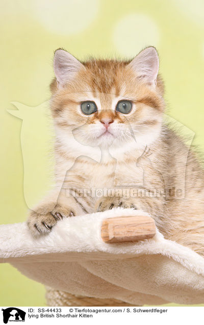 liegendes Britisch Kurzhaar Ktzchen / lying British Shorthair Kitten / SS-44433