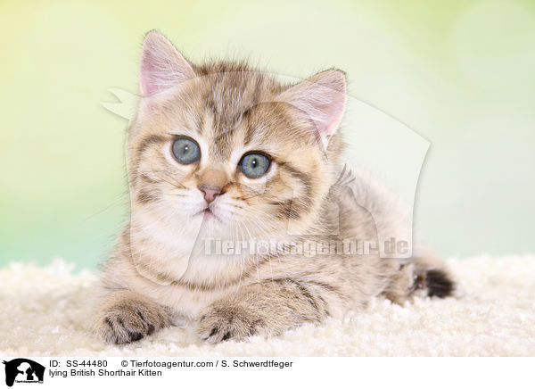 liegendes Britisch Kurzhaar Ktzchen / lying British Shorthair Kitten / SS-44480