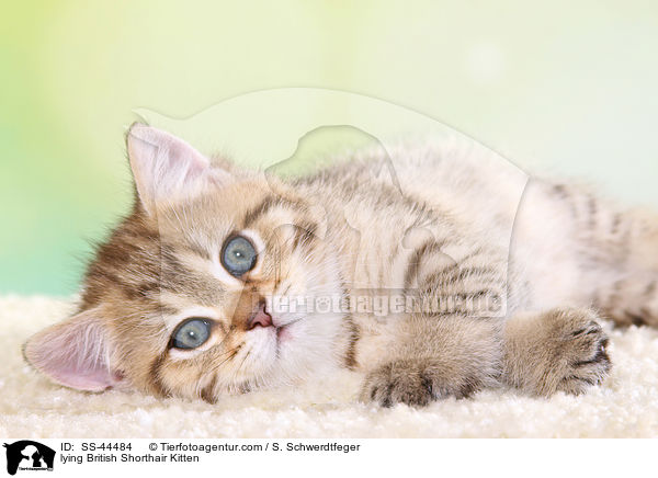 liegendes Britisch Kurzhaar Ktzchen / lying British Shorthair Kitten / SS-44484