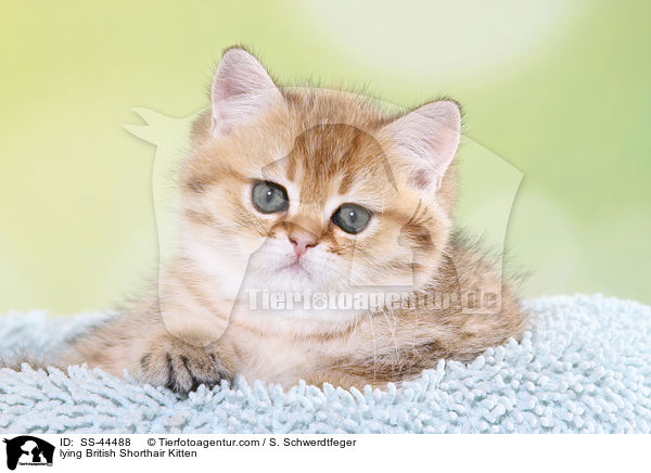 liegendes Britisch Kurzhaar Ktzchen / lying British Shorthair Kitten / SS-44488