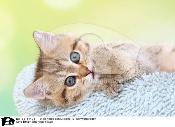 liegendes Britisch Kurzhaar Ktzchen / lying British Shorthair Kitten / SS-44491