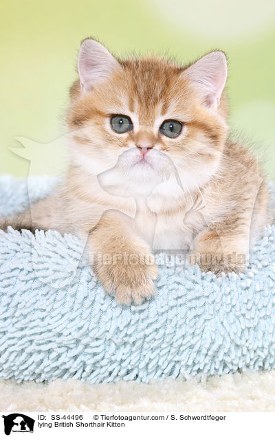 liegendes Britisch Kurzhaar Ktzchen / lying British Shorthair Kitten / SS-44496