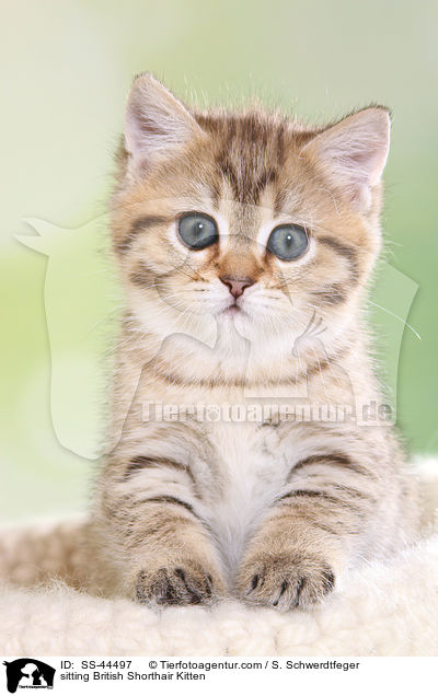 sitzendes Britisch Kurzhaar Ktzchen / sitting British Shorthair Kitten / SS-44497