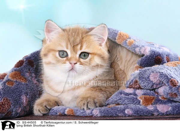 liegendes Britisch Kurzhaar Ktzchen / lying British Shorthair Kitten / SS-44505