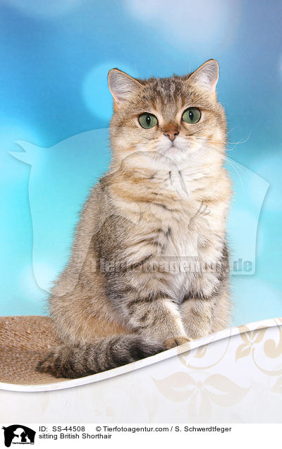 sitting British Shorthair / SS-44508