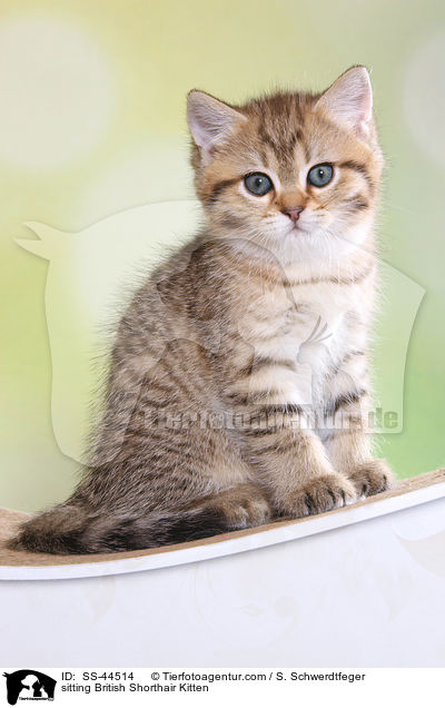 sitzendes Britisch Kurzhaar Ktzchen / sitting British Shorthair Kitten / SS-44514