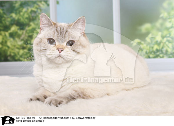 liegende Britisch Kurzhaar / lying British Shorthair / SS-45676