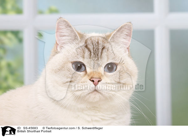 Britisch Kurzhaar Portrait / British Shorthair Portrait / SS-45683