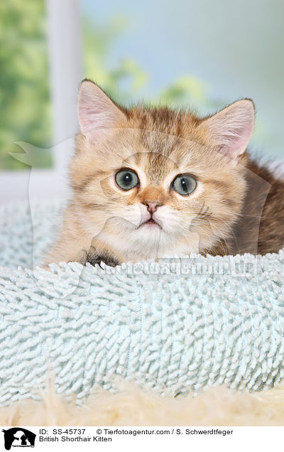 Britisch Kurzhaar Ktzchen / British Shorthair Kitten / SS-45737