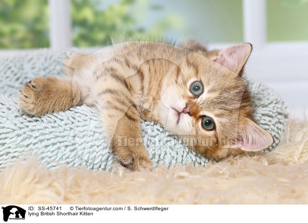 liegendes Britisch Kurzhaar Ktzchen / lying British Shorthair Kitten / SS-45741