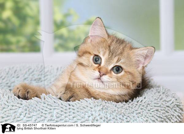 liegendes Britisch Kurzhaar Ktzchen / lying British Shorthair Kitten / SS-45747