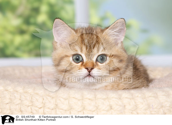 Britisch Kurzhaar Ktzchen Portrait / British Shorthair Kitten Portrait / SS-45749