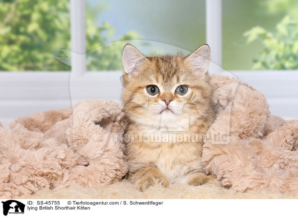 liegendes Britisch Kurzhaar Ktzchen / lying British Shorthair Kitten / SS-45755