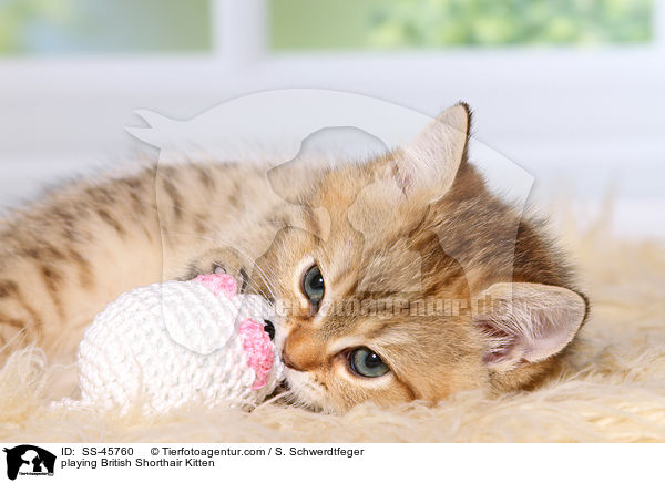 spielendes Britisch Kurzhaar Ktzchen / playing British Shorthair Kitten / SS-45760