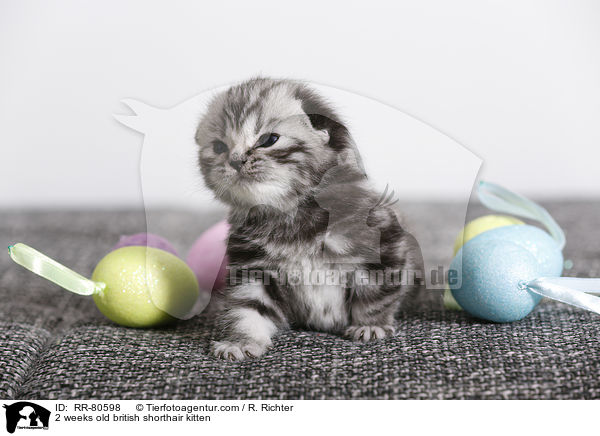 2 Wochen altes Britisch Kurzhaar Ktzchen / 2 weeks old british shorthair kitten / RR-80598