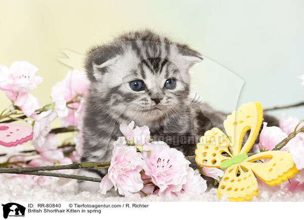 Britisch Kurzhaar Ktzchen im Frhling / British Shorthair Kitten in spring / RR-80840