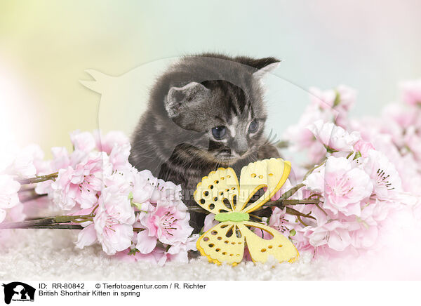 Britisch Kurzhaar Ktzchen im Frhling / British Shorthair Kitten in spring / RR-80842