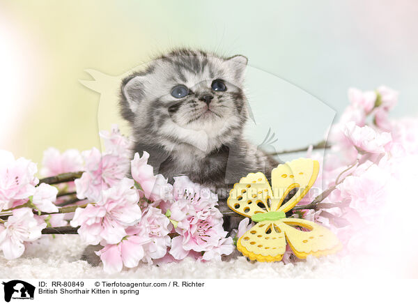 Britisch Kurzhaar Ktzchen im Frhling / British Shorthair Kitten in spring / RR-80849