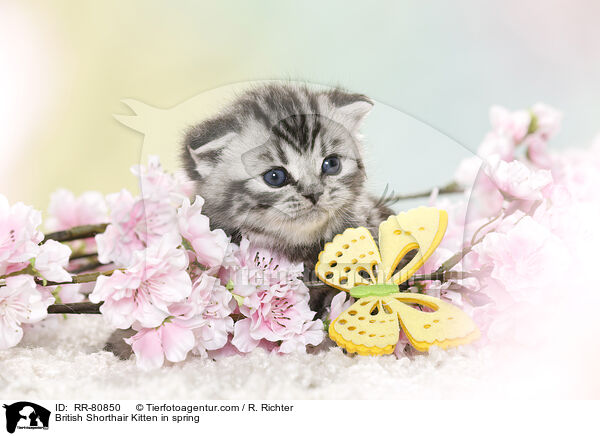 Britisch Kurzhaar Ktzchen im Frhling / British Shorthair Kitten in spring / RR-80850