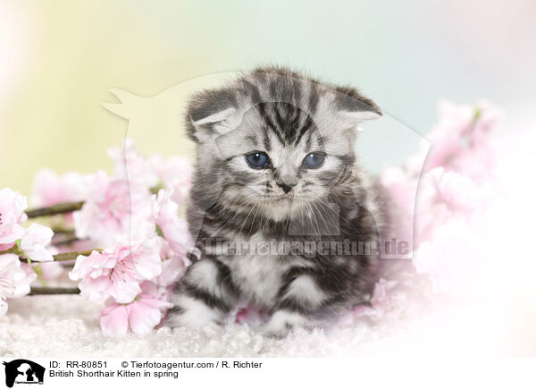 Britisch Kurzhaar Ktzchen im Frhling / British Shorthair Kitten in spring / RR-80851