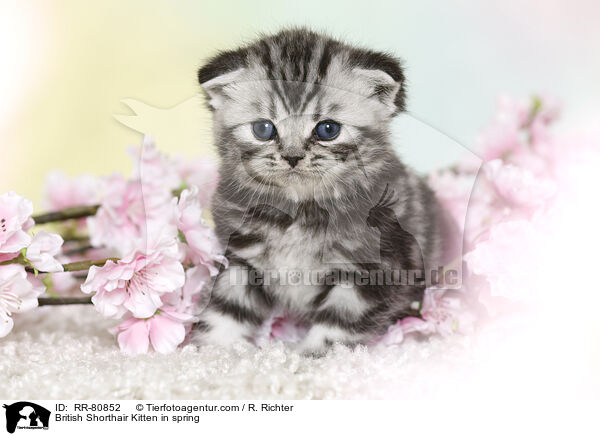 Britisch Kurzhaar Ktzchen im Frhling / British Shorthair Kitten in spring / RR-80852