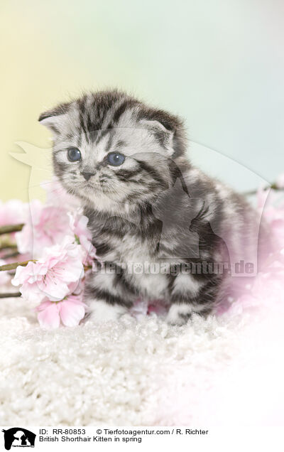 Britisch Kurzhaar Ktzchen im Frhling / British Shorthair Kitten in spring / RR-80853