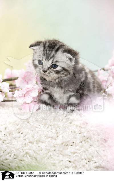 Britisch Kurzhaar Ktzchen im Frhling / British Shorthair Kitten in spring / RR-80854