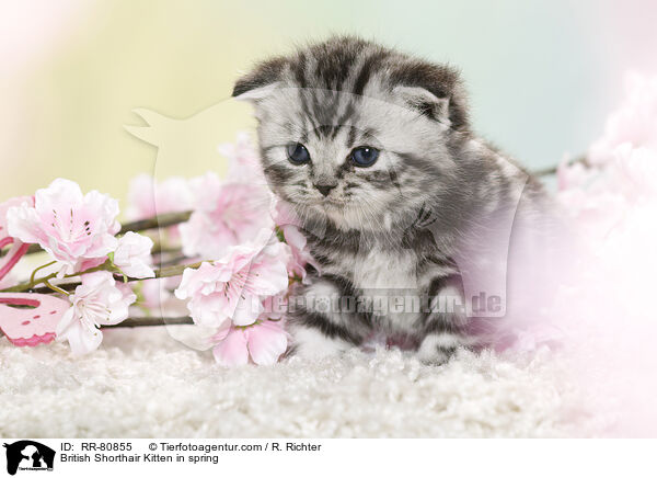 Britisch Kurzhaar Ktzchen im Frhling / British Shorthair Kitten in spring / RR-80855