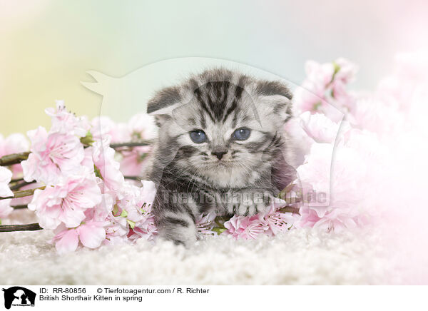 Britisch Kurzhaar Ktzchen im Frhling / British Shorthair Kitten in spring / RR-80856