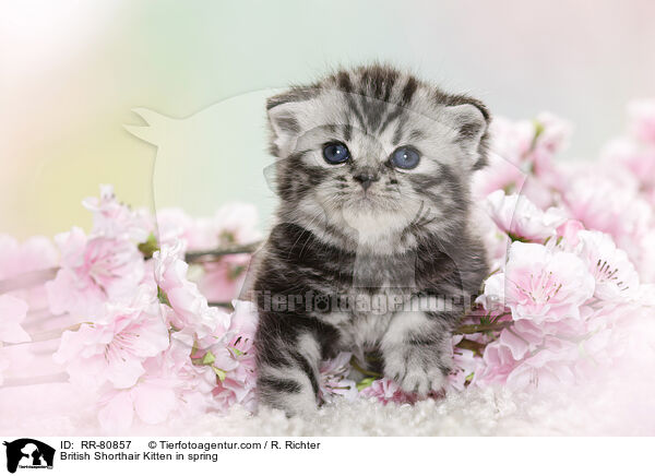 Britisch Kurzhaar Ktzchen im Frhling / British Shorthair Kitten in spring / RR-80857