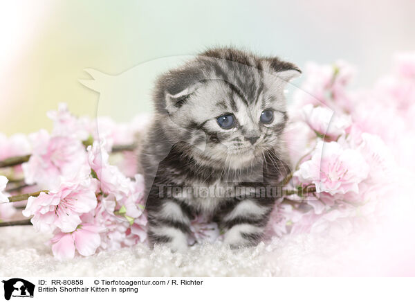 Britisch Kurzhaar Ktzchen im Frhling / British Shorthair Kitten in spring / RR-80858