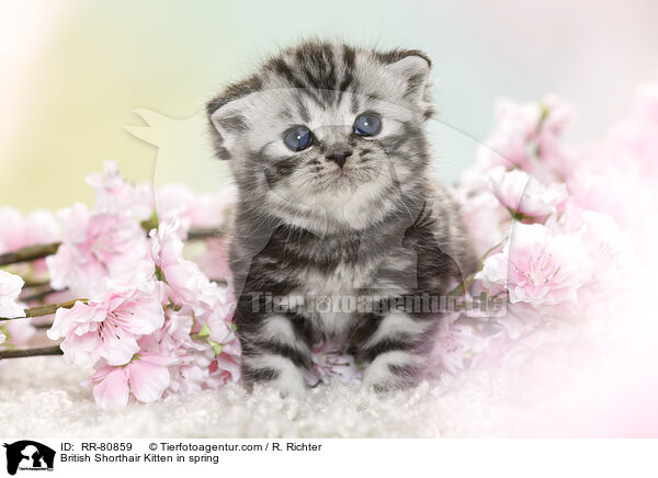 Britisch Kurzhaar Ktzchen im Frhling / British Shorthair Kitten in spring / RR-80859