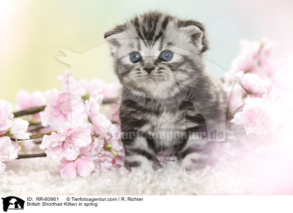 Britisch Kurzhaar Ktzchen im Frhling / British Shorthair Kitten in spring / RR-80861