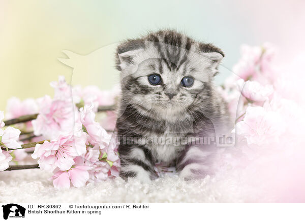 Britisch Kurzhaar Ktzchen im Frhling / British Shorthair Kitten in spring / RR-80862