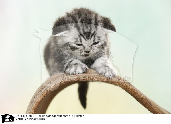 Britisch Kurzhaar Ktzchen / British Shorthair Kitten / RR-80909