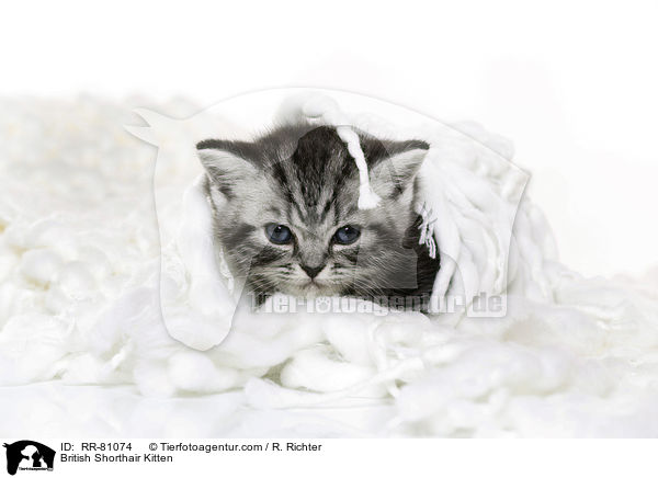 Britisch Kurzhaar Ktzchen / British Shorthair Kitten / RR-81074