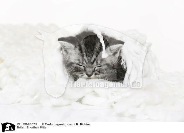 Britisch Kurzhaar Ktzchen / British Shorthair Kitten / RR-81075