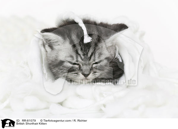 Britisch Kurzhaar Ktzchen / British Shorthair Kitten / RR-81079