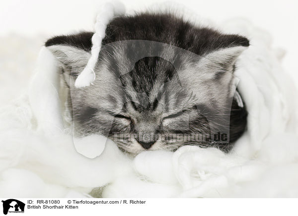 Britisch Kurzhaar Ktzchen / British Shorthair Kitten / RR-81080