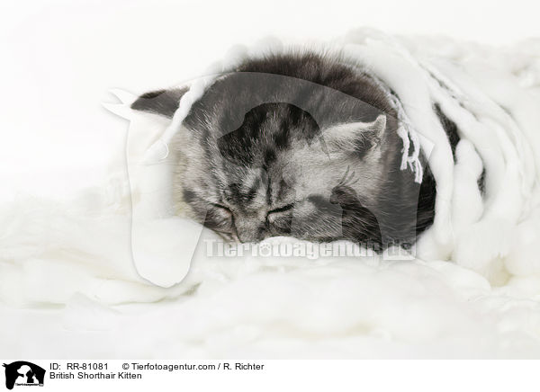 Britisch Kurzhaar Ktzchen / British Shorthair Kitten / RR-81081