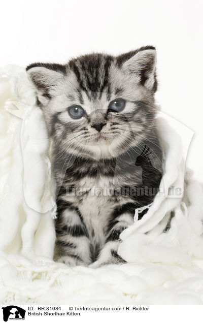 Britisch Kurzhaar Ktzchen / British Shorthair Kitten / RR-81084