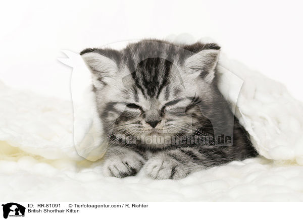 Britisch Kurzhaar Ktzchen / British Shorthair Kitten / RR-81091